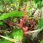 Heliconia richardiana Цвят