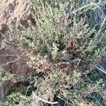 Artemisia herba-alba عادت داشتن