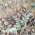 Cirsium undulatum Leaf
