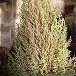 Juniperus × media
