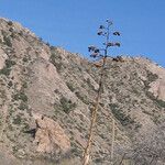 Agave havardiana Агульны выгляд