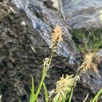 Carex sempervirens 花