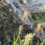 Carex sempervirens Flor