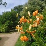 Lilium henryi Flower