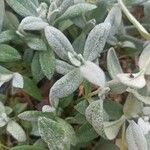 Cerastium biebersteinii Hoja