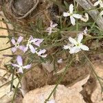 Matthiola longipetalaKvet