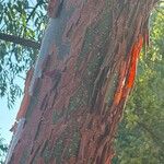 Bursera simaruba പുറംതൊലി