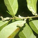 Trophis racemosa Fruit