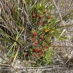 Vaccinium reticulatum Ліст