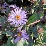 Symphyotrichum laeve Цвят