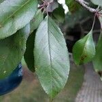 Malus hupehensisList