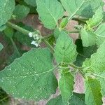 Solanum physalifolium Kwiat