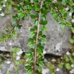 Cotoneaster horizontalis Levél