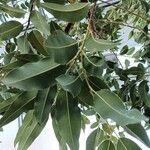 Corymbia ficifolia Blatt