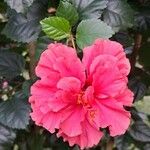 Hibiscus rosa-sinensisFlower