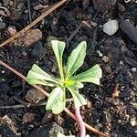 Iberis umbellata Leaf