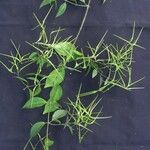 Tassadia obovata その他の提案