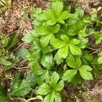 Sanicula canadensis Feuille