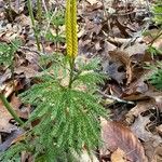 Lycopodium dendroideum Blatt