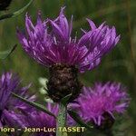 Centaurea decipiens Flor