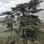 Cedrus atlanticaΣυνήθη χαρακτηριστικά