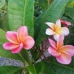 Plumeria rubraFlor