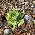 Primula vulgaris പുഷ്പം