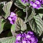Heliotropium arborescens List