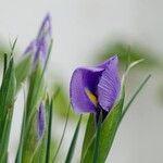 Iris xiphium Floare