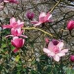 Magnolia campbellii Blüte