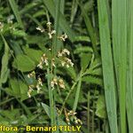 Anthoxanthum nitens Habitus