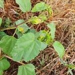 Hibiscus lunariifolius Folha