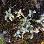 Sedum pulchellum Vekstform