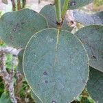 Monimia rotundifolia Leaf