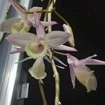 Dendrobium aphyllum Λουλούδι