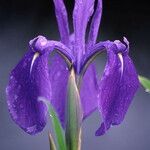 Iris laevigata Цветок