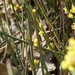 Ephedra distachya Levél