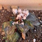 Cyclamen persicumBlad