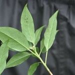 Rhododendron ovatum Hoja