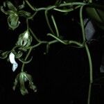 Vanilla inodora Flor