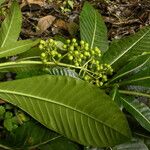 Psychotria grandis Staniste