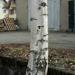 Betula populifolia Bark