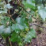 Hedera hibernica पत्ता