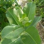 Asclepias latifolia ᱥᱟᱠᱟᱢ