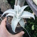 Dyckia marnier-lapostollei Φύλλο