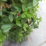 Aptenia cordifolia Fruto