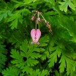 Dicentra formosaFlower