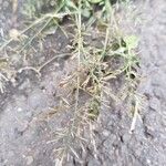 Eragrostis minor Tunda