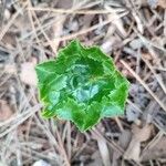 Cyclamen hederifoliumBlad