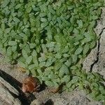 Callitriche terrestris Blad